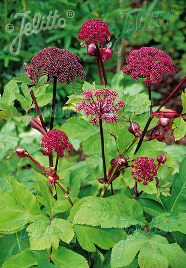 ANGELICA gigas   Portion(s)