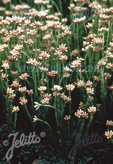 ANTENNARIA dioica   Portion(en)