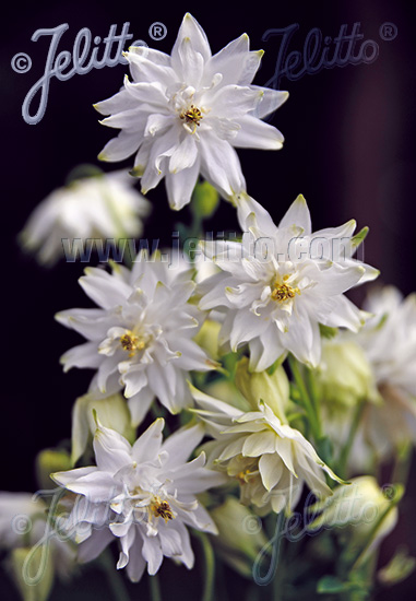 AQUILEGIA vulgaris var. stellata plena Barlow-Series 'White Barlow' Portion(s)