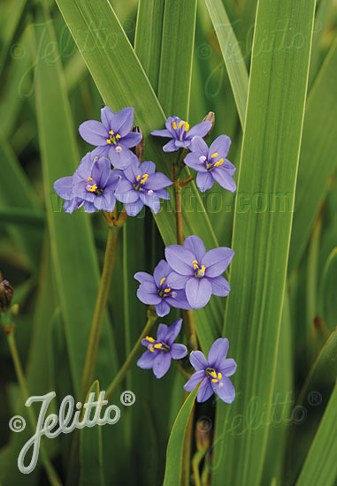 ARISTEA ecklonii   Portion(s)