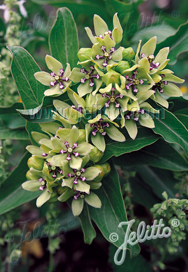 ASCLEPIAS viridis   Portion(s)