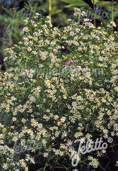 ASTER ericoides   Portion(en)