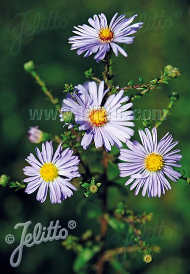 ASTER laevis   Portion(en)