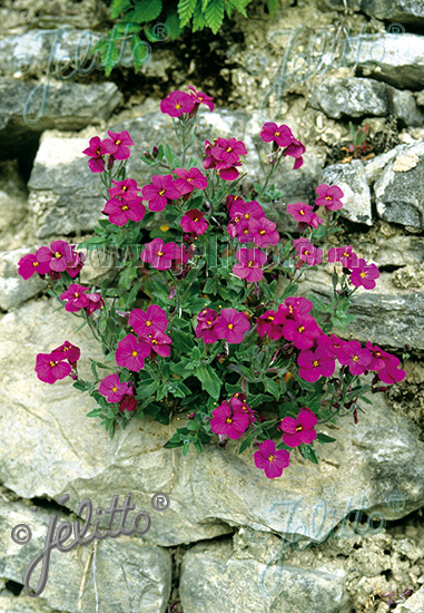 AUBRIETA x cultorum  'Royal Cascade Red' Portion(en)