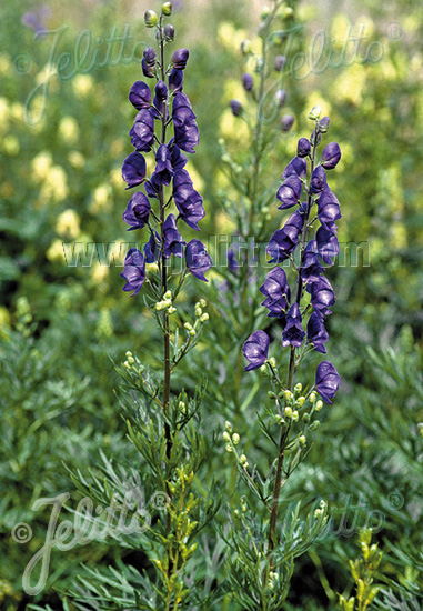 ACONITUM napellus   Korn