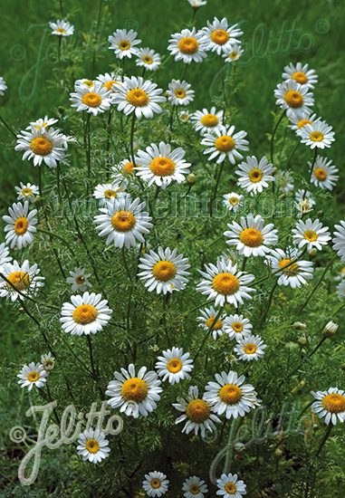 ANACYCLUS pyrethrum   Portion(s)