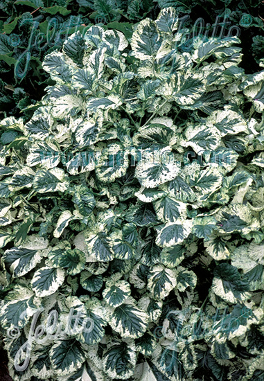 BARBAREA vulgaris  'Variegata' Portion(en)