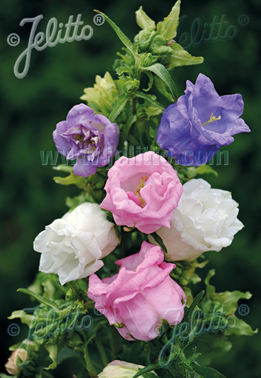 CAMPANULA medium  'Double Mixture' Portion(s)