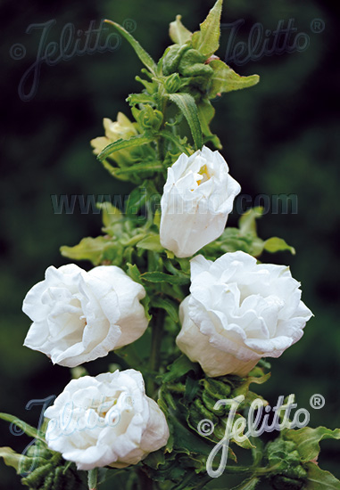 CAMPANULA medium flore plena  'White double' Portion(s)