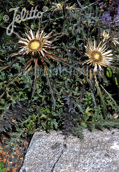 CARLINA acaulis ssp. caulescens  'Bronze' Portion(en)