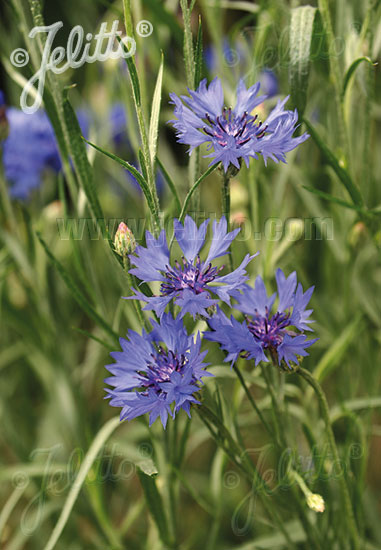 CENTAUREA cyanus  Wildform Portion(en)