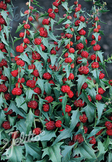 CHENOPODIUM foliosum   Portion(en)