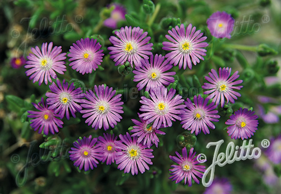 DELOSPERMA hispida   Portion(en)