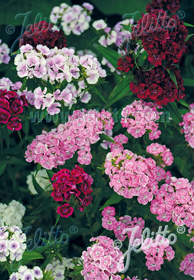 DIANTHUS barbatus  'Indianerteppich' Portion(en)