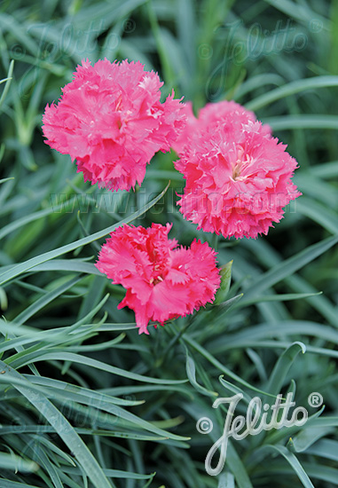 DIANTHUS caryophyllus fl. pl. Grenadin-Serie 'Grenadin Rosa' Portion(en)