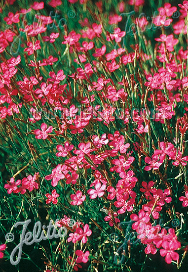 DIANTHUS deltoides  Maiden Pink, wild form Seeds