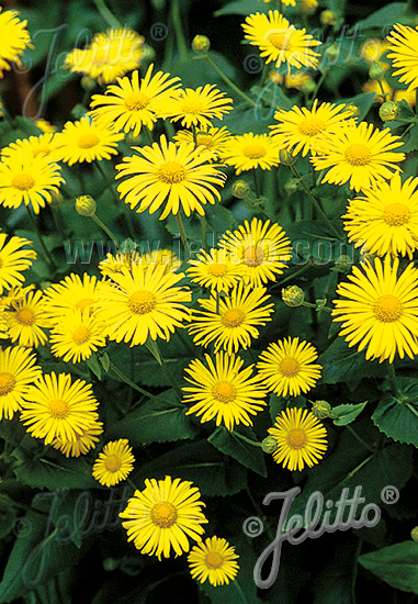 DORONICUM orientale  'Magnificum' Portion(s)