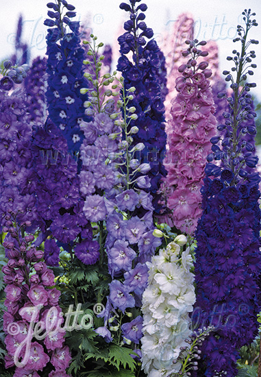 DELPHINIUM Elatum F1-Hybr. New Millennium Series 'Super Stars' formula mixture Portion(s)