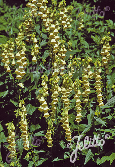 DIGITALIS grandiflora   Portion(en)