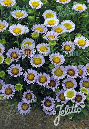 ERIGERON glaucus  'Beachboy Blue' Portion(en)