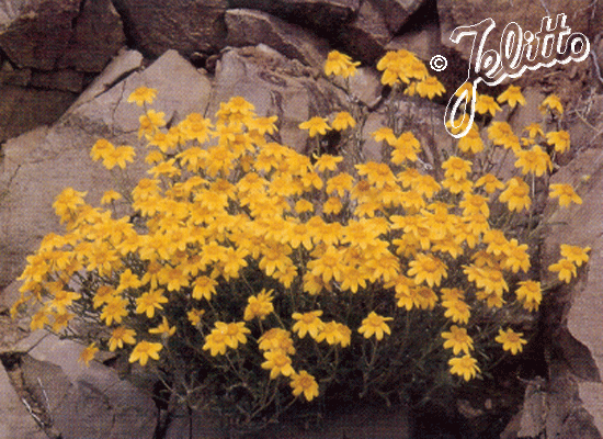 ERIOPHYLLUM lanatum 'Bella' 