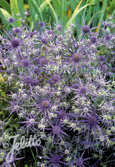 ERYNGIUM bourgatii   Portion(en)