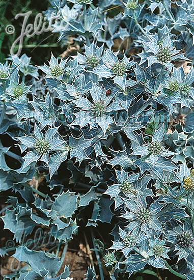 ERYNGIUM maritimum   Gram