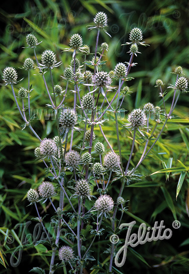 ERYNGIUM planum  'Silver Salentino' Portion(s)