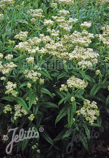 EUPATORIUM perfoliatum   Portion(en)