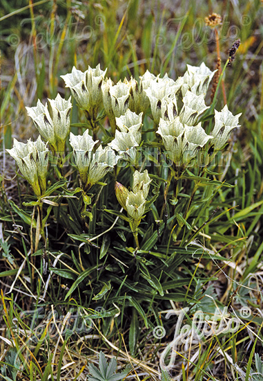 GENTIANA algida   Portion(en)