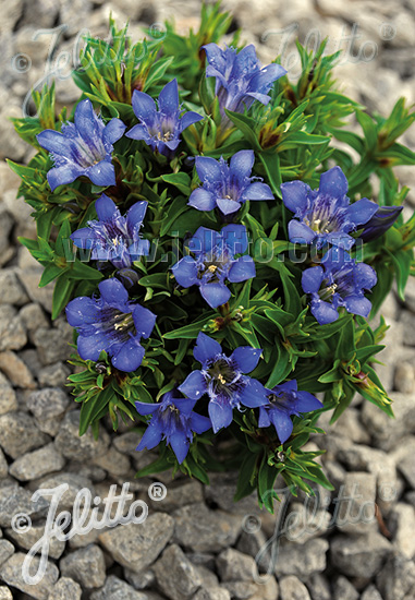 GENTIANA septemfida var. lagodechiana  'Bella Alpinella' Portion(en)