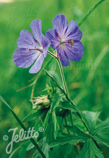 GERANIUM pratense   Portion(s)