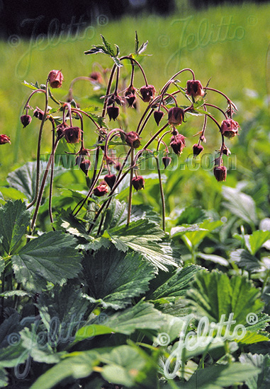 GEUM rivale   Portion(s)