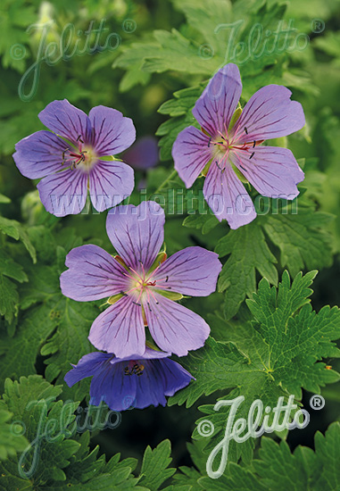 GERANIUM gymnocaulon   Korn