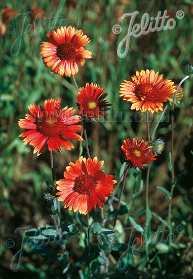 GAILLARDIA aristata  'Tokajer' Portion(s)