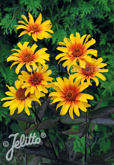HELIOPSIS helianthoides var. scabra  'Burning Hearts' Portion(s)