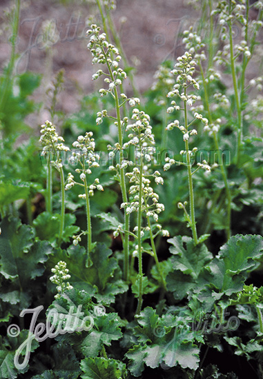 HEUCHERA micrantha   Gramm