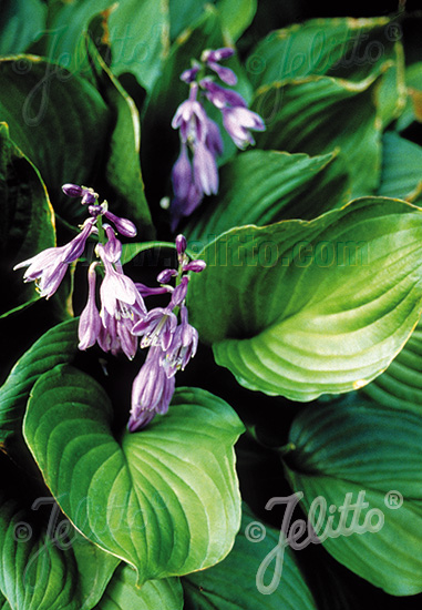 HOSTA ventricosa   Portion(s)