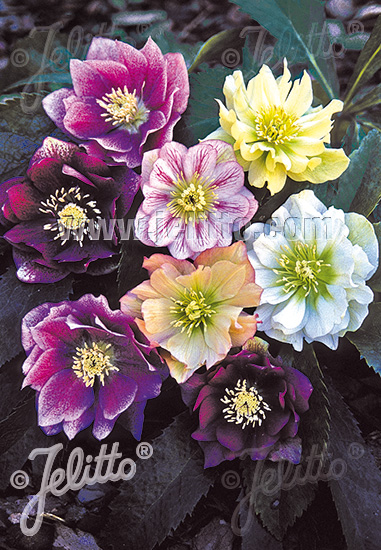 HELLEBORUS Orientalis-Hybr. Lady-Serie 'Double Ladies Mixed' Portion(en)