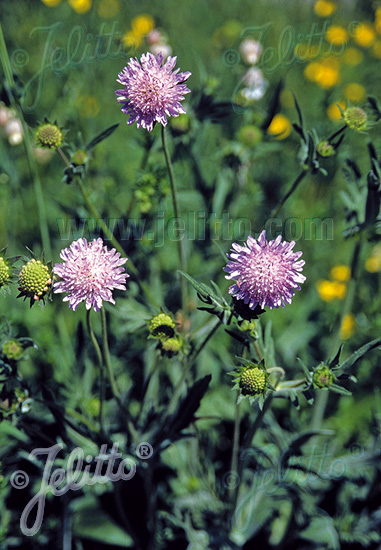 KNAUTIA arvensis   Portion(en)