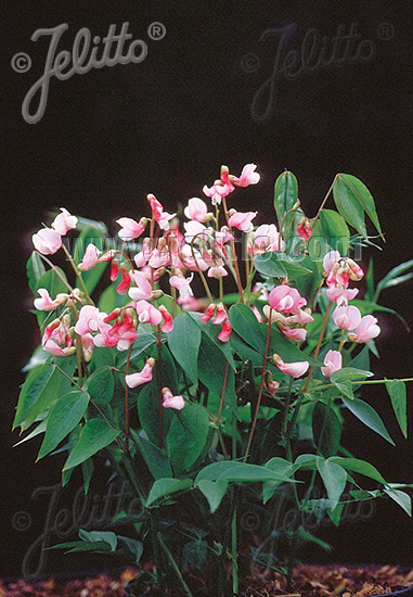 LATHYRUS vernus  'Rosenelfe' Portion(en)