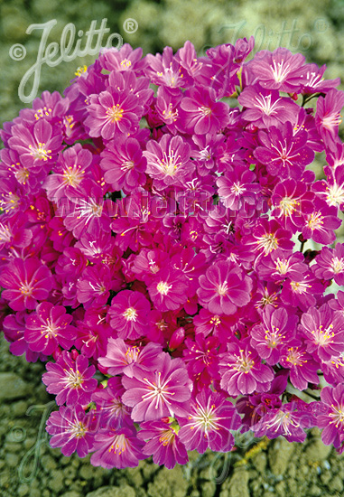 LEWISIA Cotyledon-Hybr. Sunset-Series 'Sunset Ruby-Red' Portion(s)