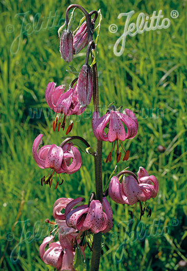 LILIUM martagon   Portion(en)