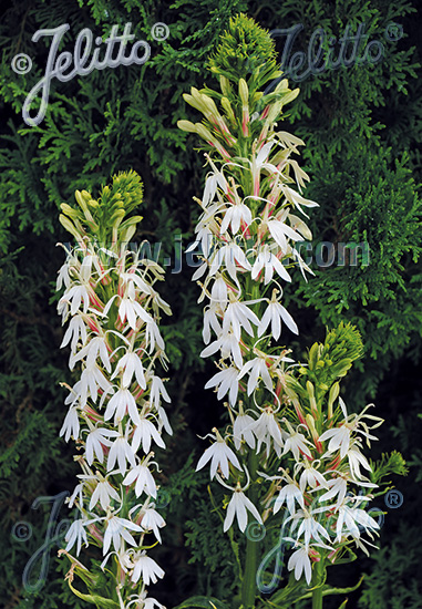 LOBELIA cardinalis f. albiflora  'White Cardinal' Portion(en)