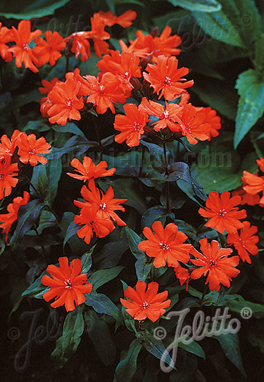 LYCHNIS x arkwrightii  'Orange Zwerg' Portion(en)