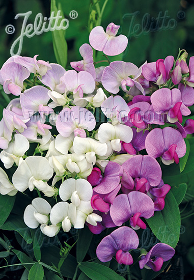 LATHYRUS latifolius  Mischung Korn