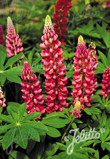 LUPINUS Perennis-Hybr. Russell Band of Nobles Series 'Edelknaben' Portion(s)