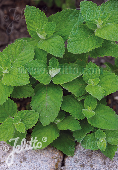 MENTHA suaveolens   Portion(en)