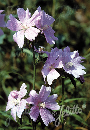 MALVA moschata   Korn