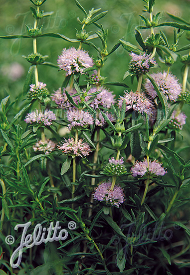 MENTHA cervina   Portion(en)